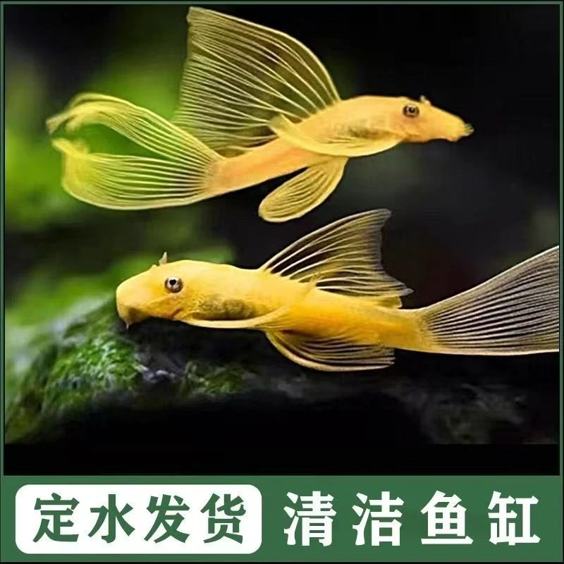 黄金、迷彩、雪花大帆工具鱼（直播专用随机挑选1条福利专拍）