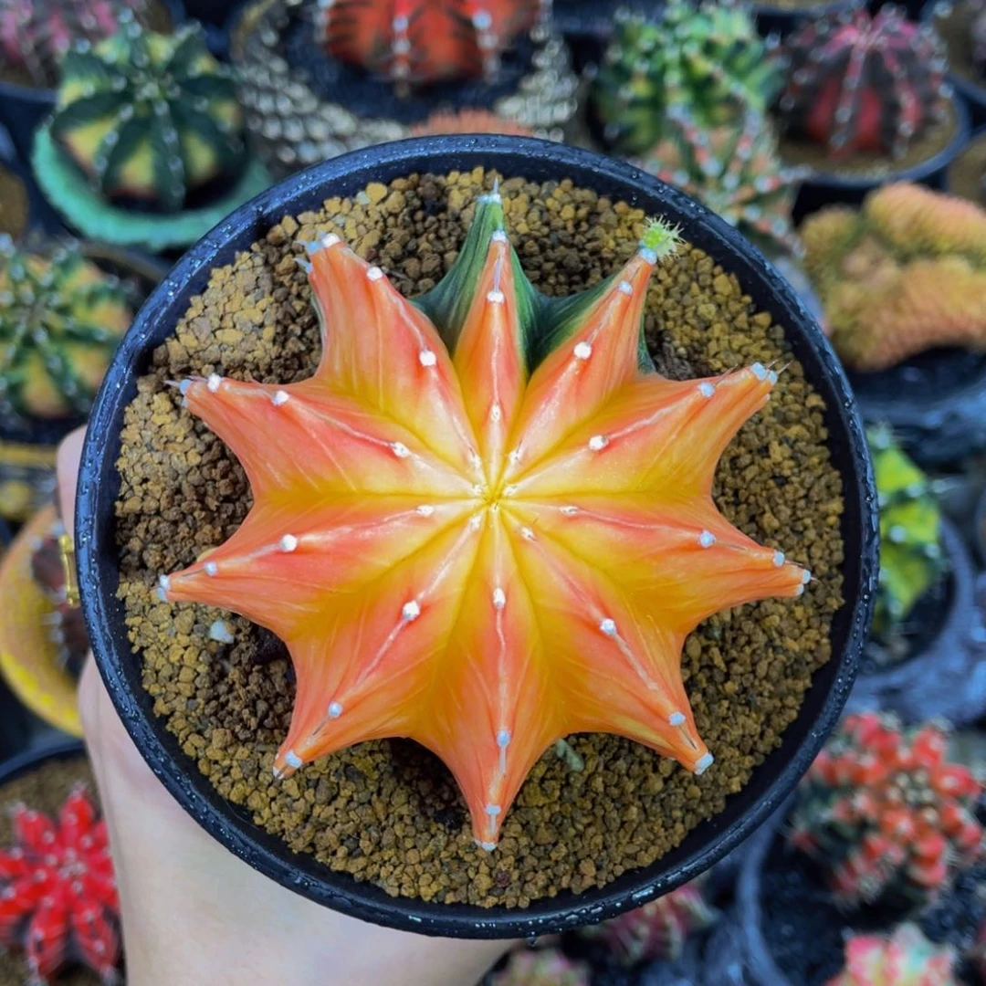 橘子肋骨锦0000000000107