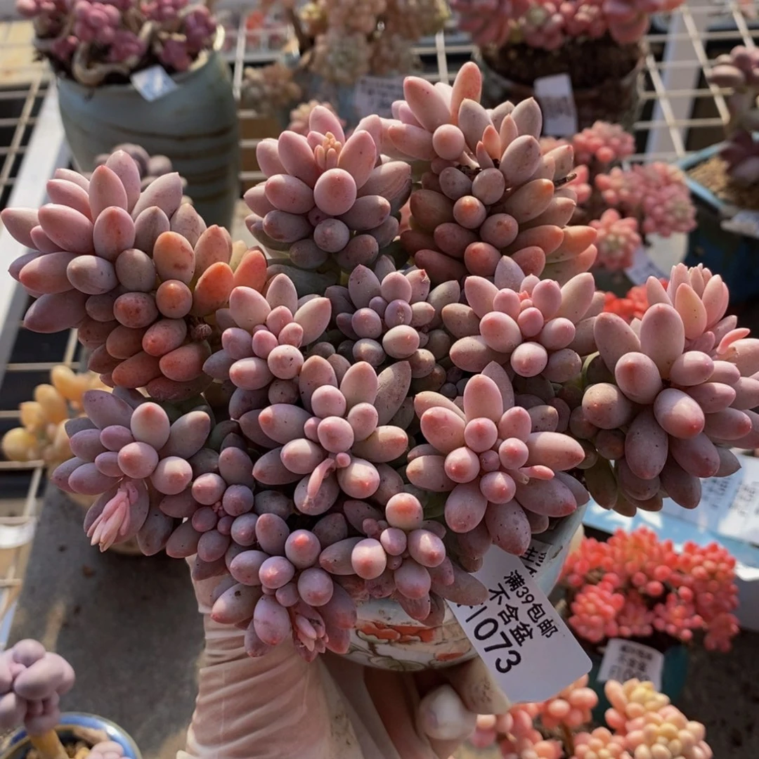 泡****头婴儿手指073/10c m