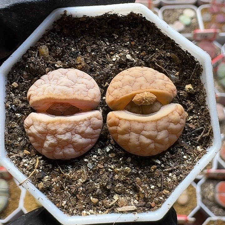 生石花2/：。在。  75号