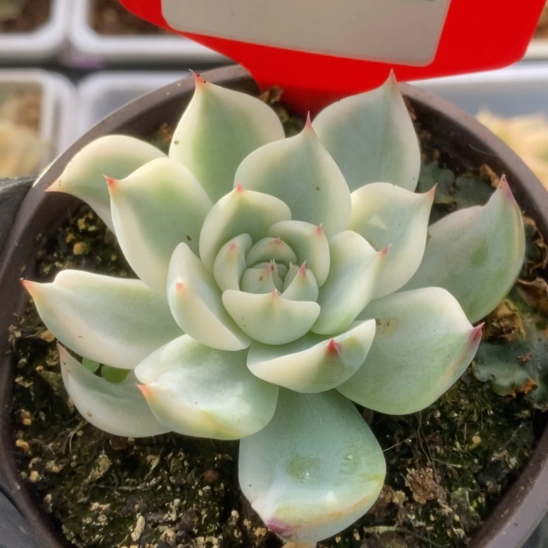 091锦锦锦锦锦锦锦锦