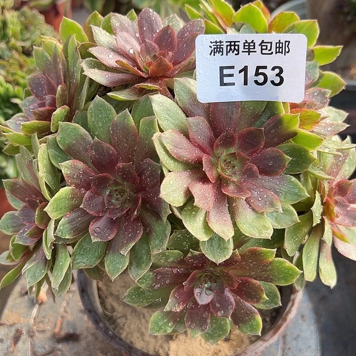 153号红丝绒法师多肉