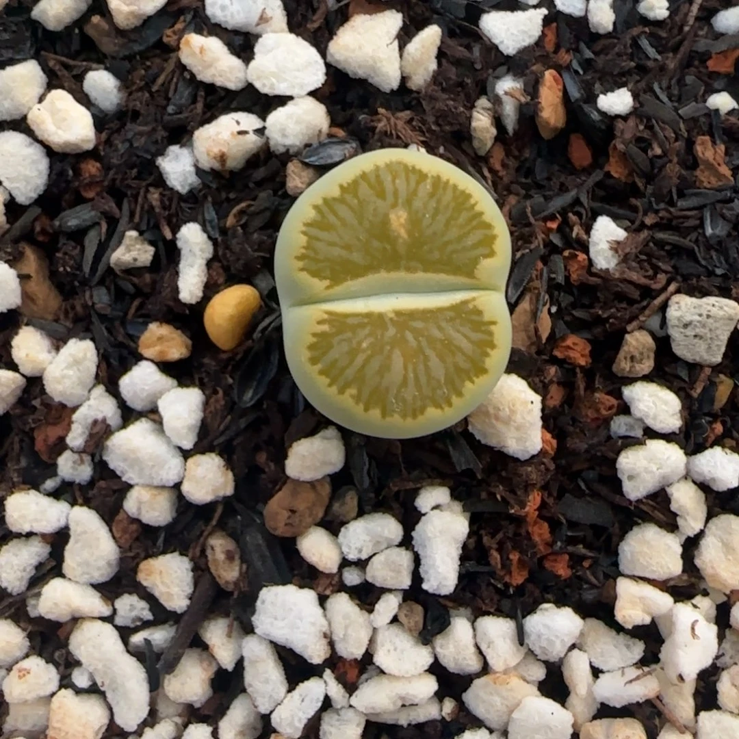 120福利一颗大棚直播