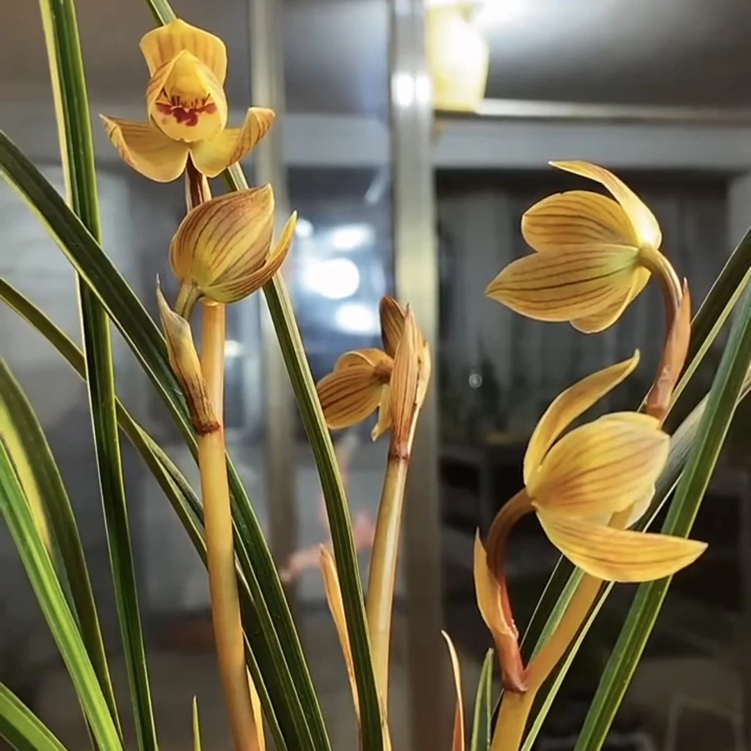 莲瓣兰甸阳金荷三苗连体云南原生老种顺丰包邮花期带花
