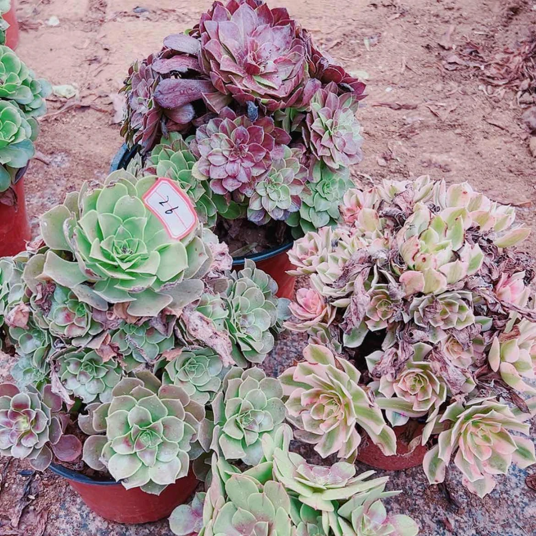 【闪购商品】无花朵26花月夜，香妃，女巫送万圣节