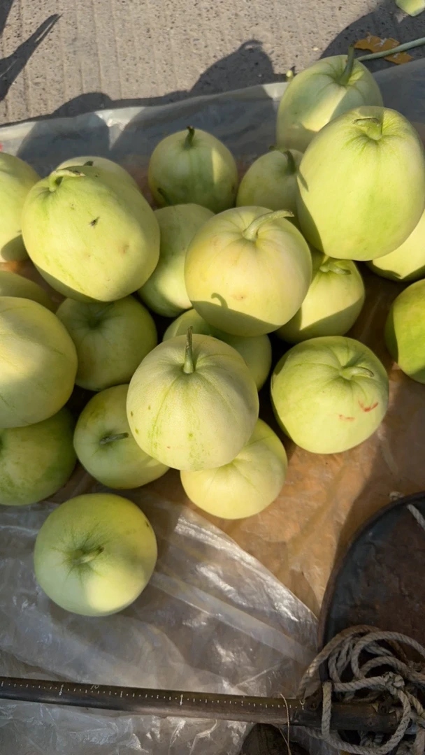 湖南沅陵本地露天香瓜甜瓜香甜脆现摘现发顺丰包邮