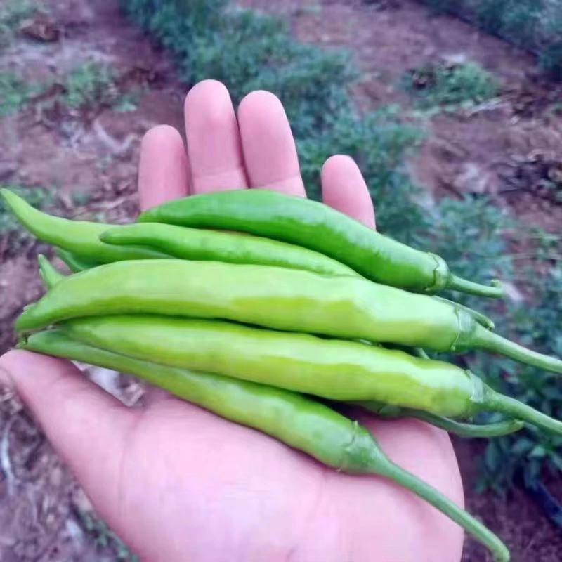 正宗樟树品种薄皮辣椒新鲜美味口感香辣