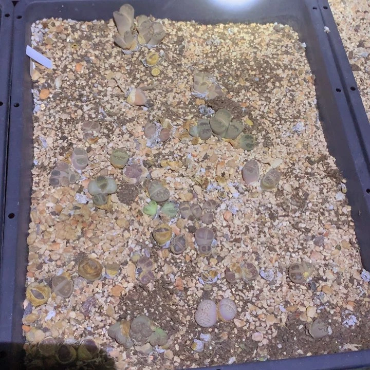 80。99999988899999999666