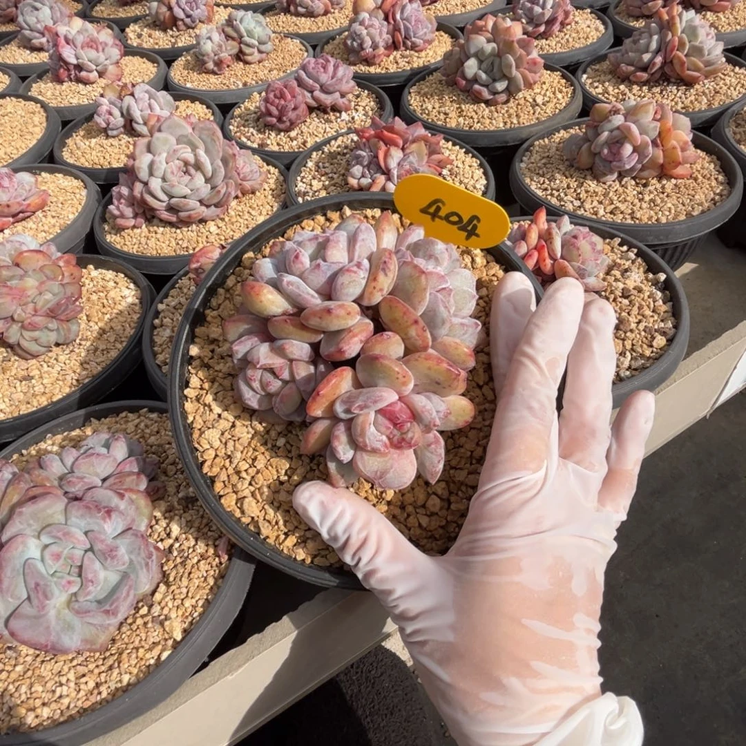 404星影石化群生的