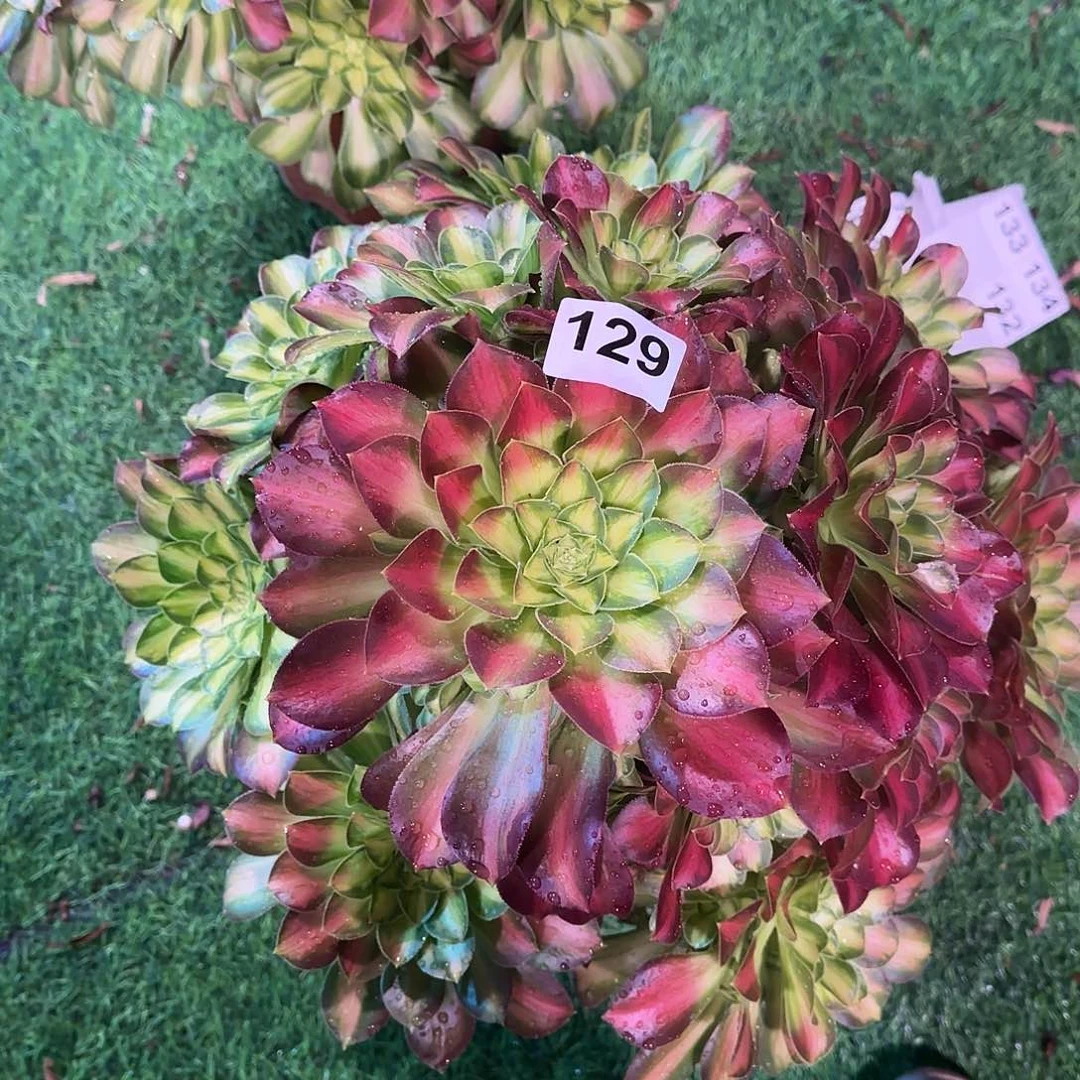 多肉植物韶华大棵129