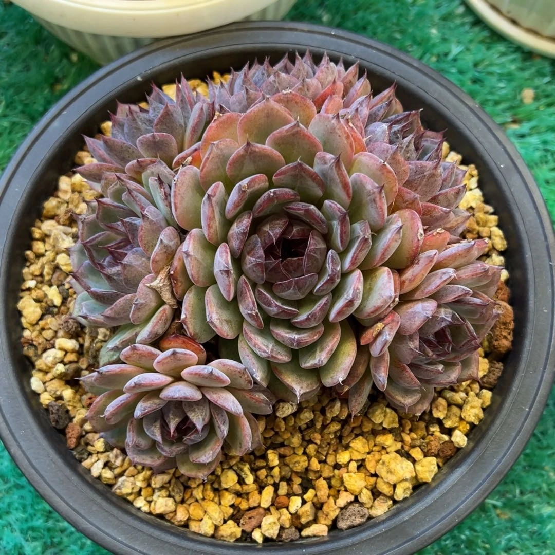 无花朵蓝色妖姬，，，，，，，，，，，，，，，，