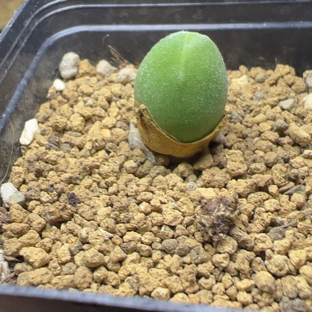 1-133哈莫兔子多肉植物