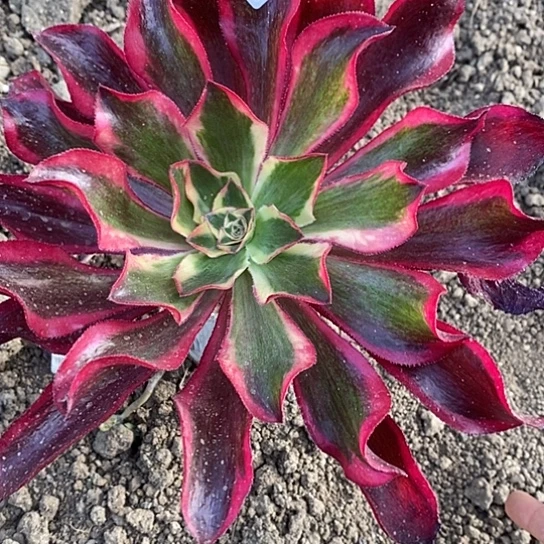 704魅影多肉清棚福利