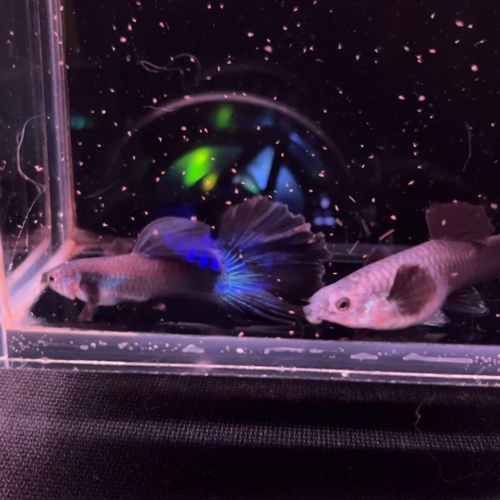 孔雀鱼大耳半月尾兰尾1对