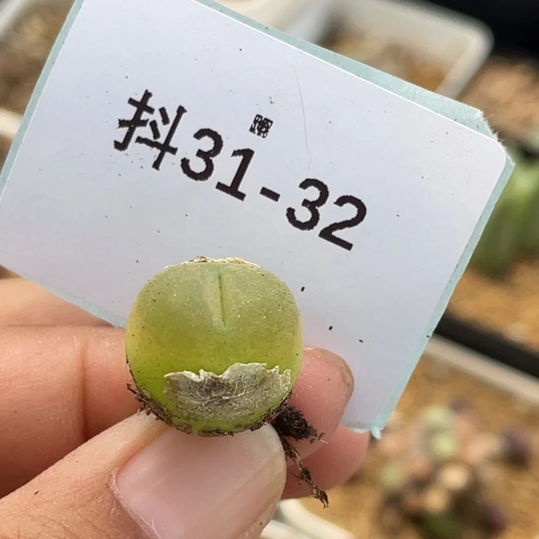 31-32毛毛多肉植物