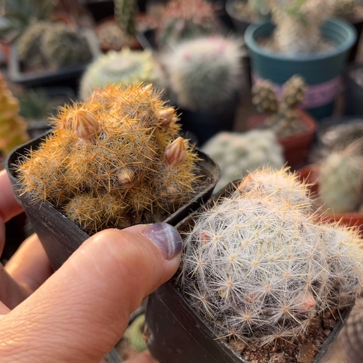 仙人球一物一拍自根两颗