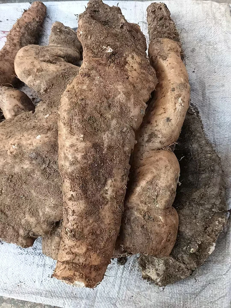 秦岭深山茅坪野生山药健康美味现挖2斤3斤5斤营养好吃新鲜包邮