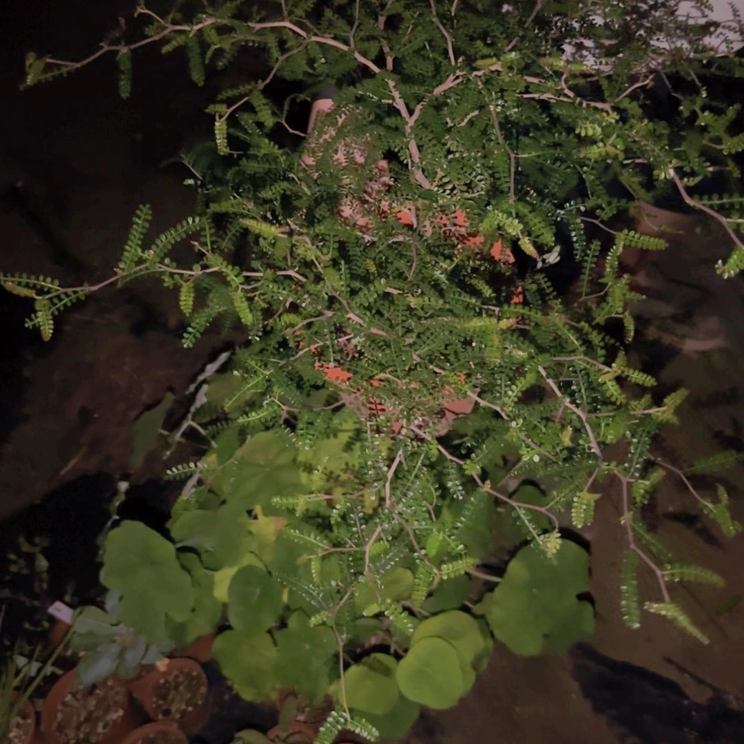 m***e块根植物块根植物