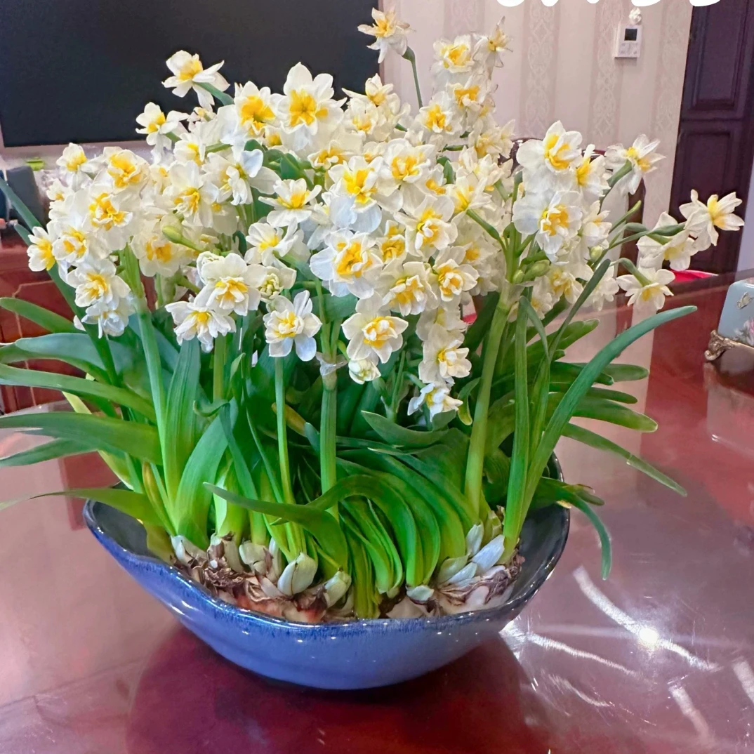 【八切口雕刻花王】矮化好漳州水仙花种球带芽带根水培室内水培植物