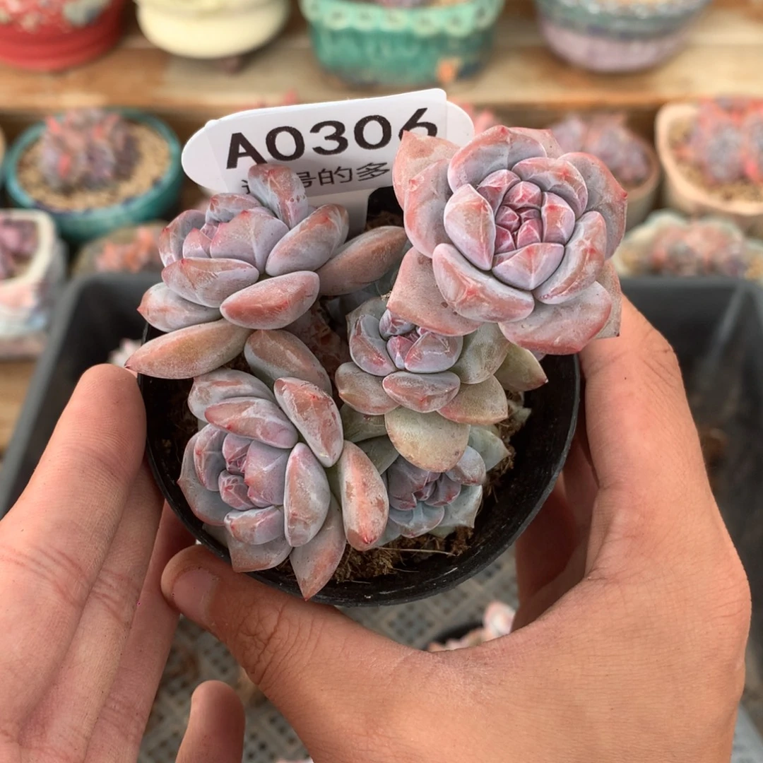 A0306 半夏专拍 突尼斯 有砍8cm