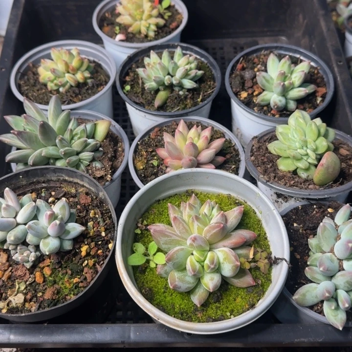 2578多肉植物一物一拍