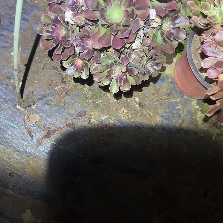 一单包邮不包侧枝30