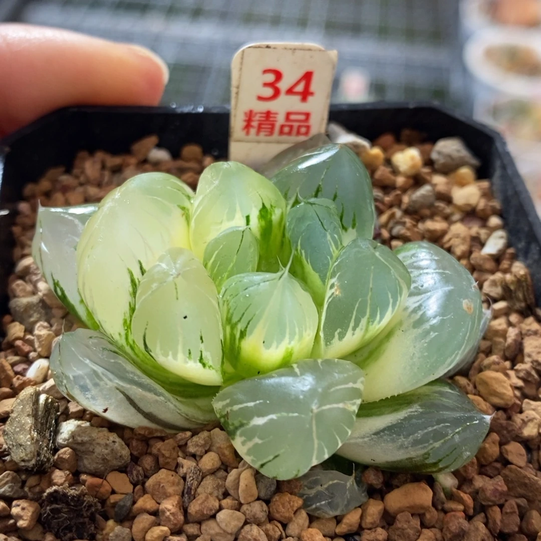 34号水晶x冰川玉露锦