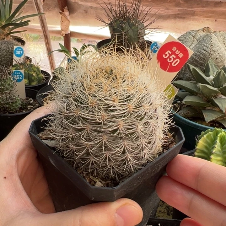 实生狂刺银翁玉5.4cm