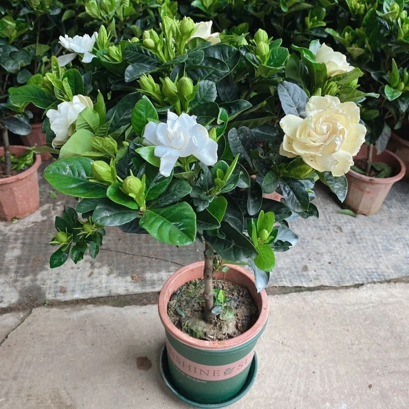 牡丹栀子花盆栽浓香型大花重瓣大叶独杆栀子花阳台四季花卉绿植