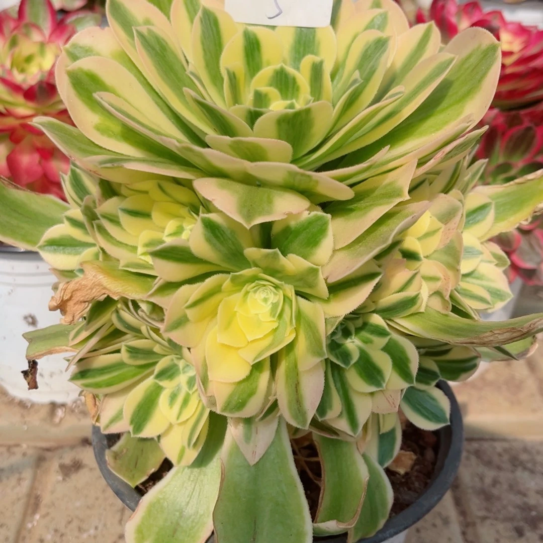 一物一拍多肉法师05