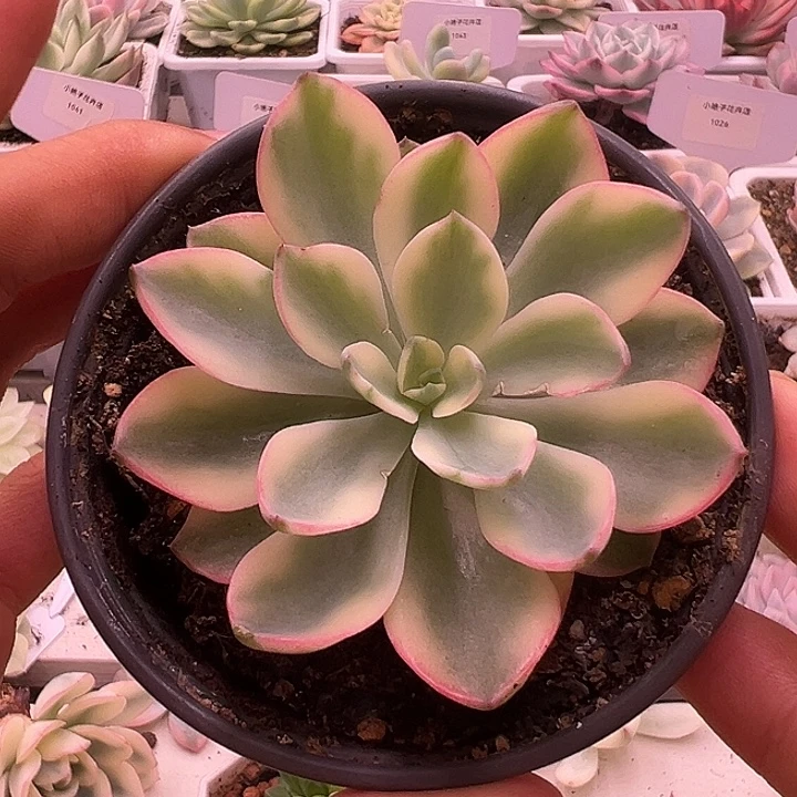 1180号雨滴锦多肉植物