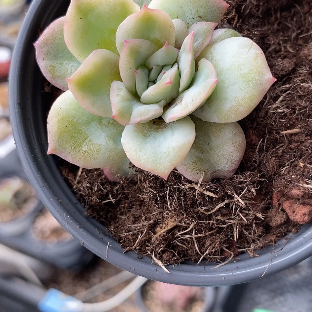 271泡泡纱裙多肉植物哇啦塞