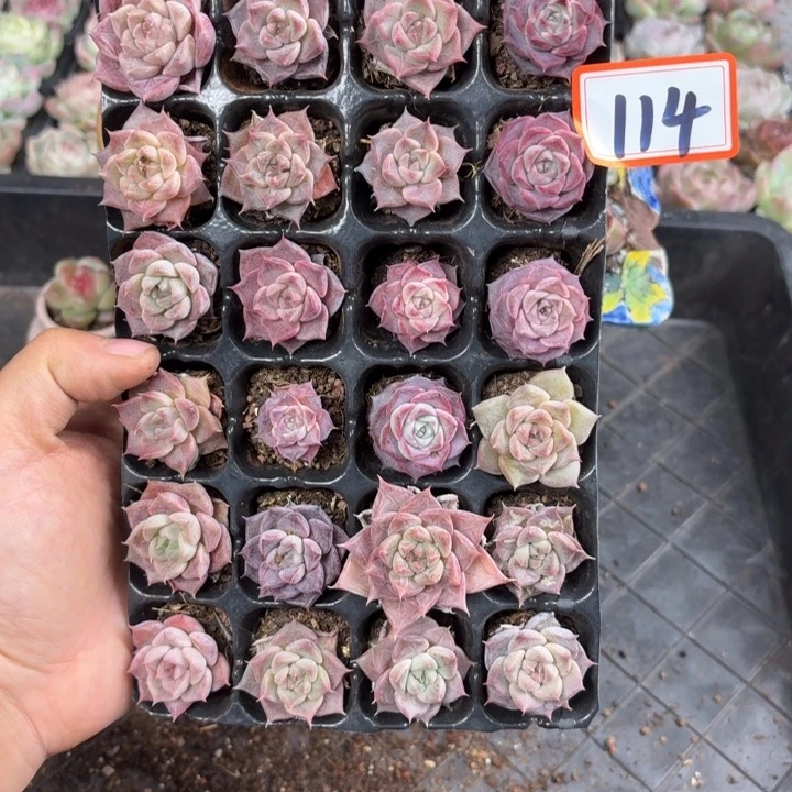 精品多肉直播一物一拍114