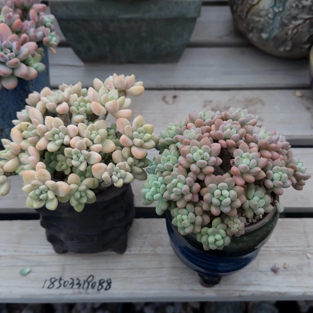 鱼子酱和奶酪蛋糕多肉五十包邮