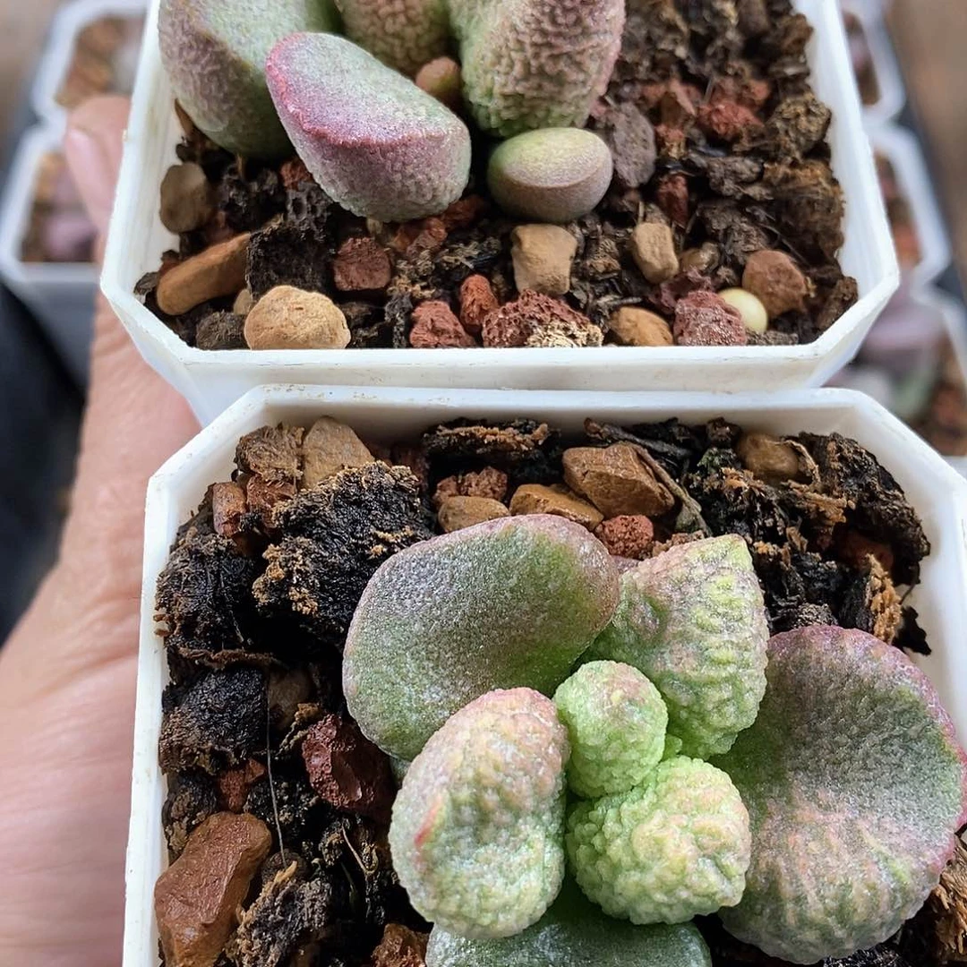 形影影水泡多肉植物