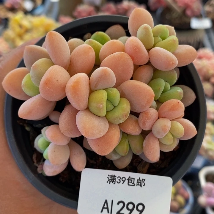 橘子香水洛神8cm299多肉植物