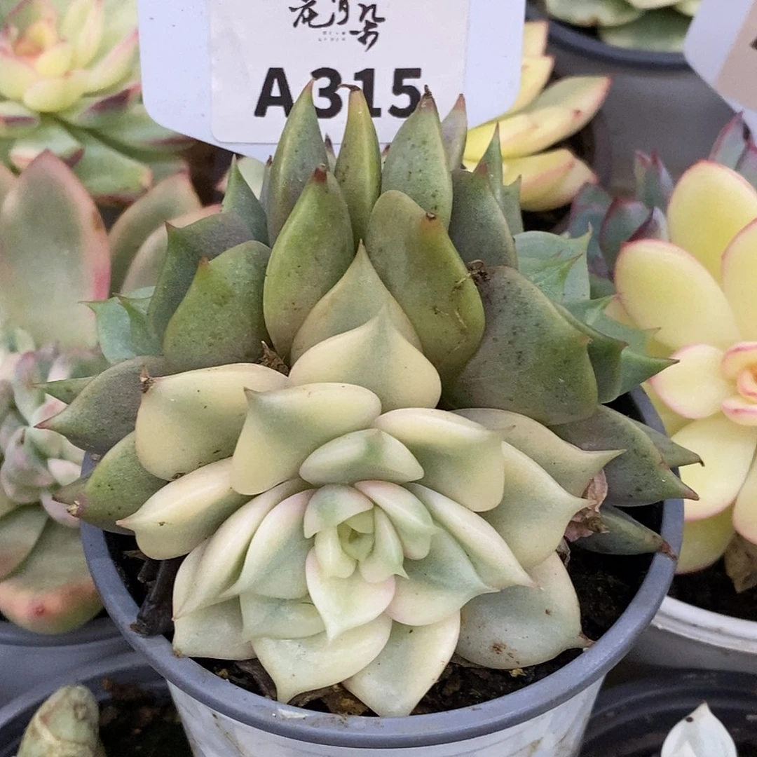 315哈哈哈哈哈哈哈哈哈