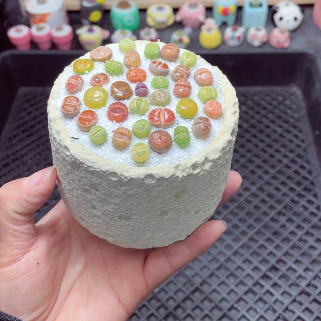 w3649 带盆土发货-零下地区拍保温箱