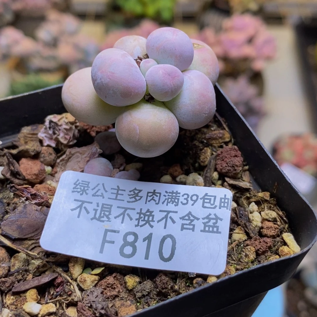 810橙奶多肉肉2cm