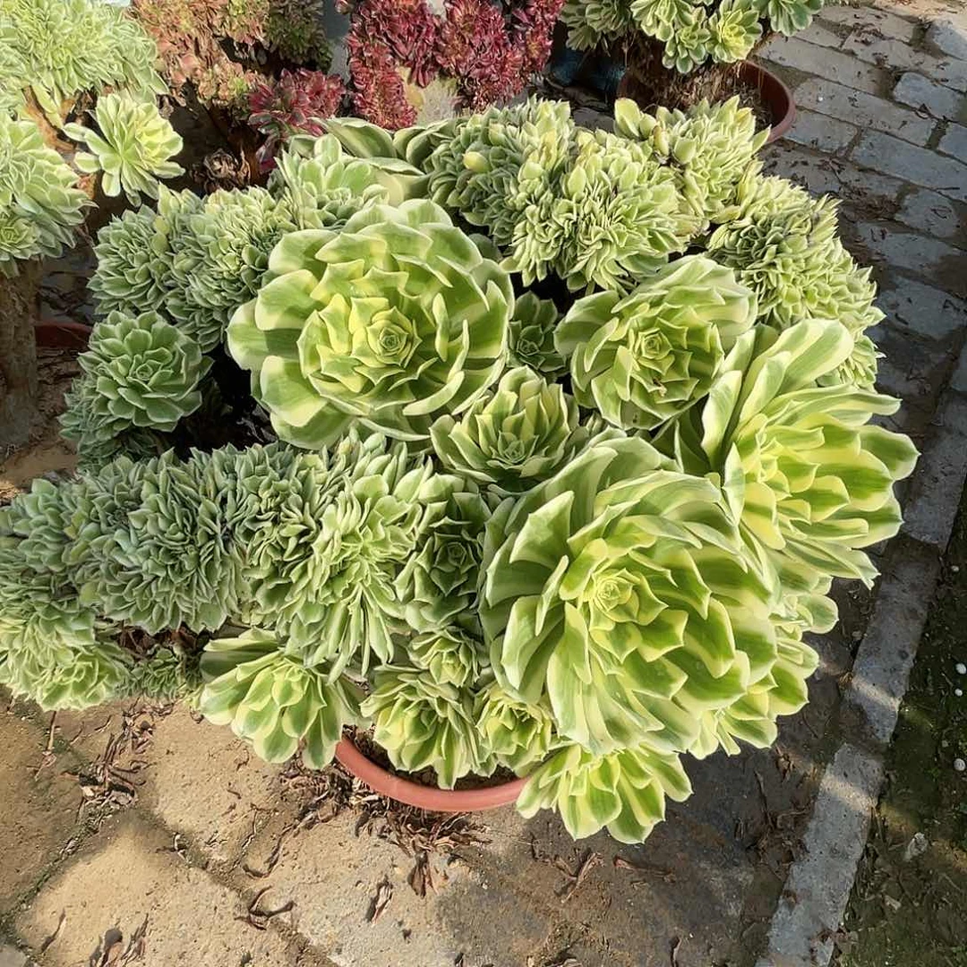 【闪购商品】无花朵迈巴赫