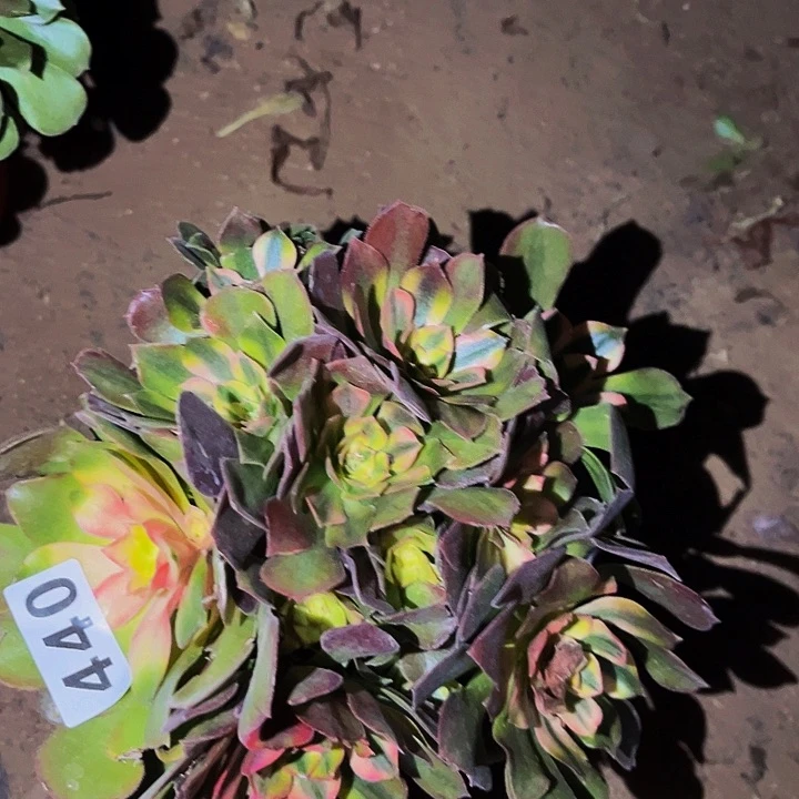 440香妃多肉植物处理不售后