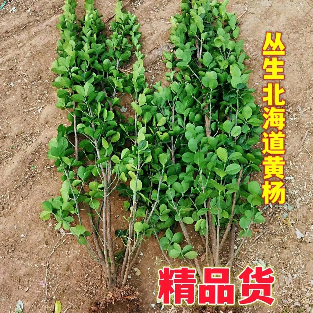 丛生北海道黄杨苗冬青苗工程绿化苗四季常青不落叶耐寒耐热景观树