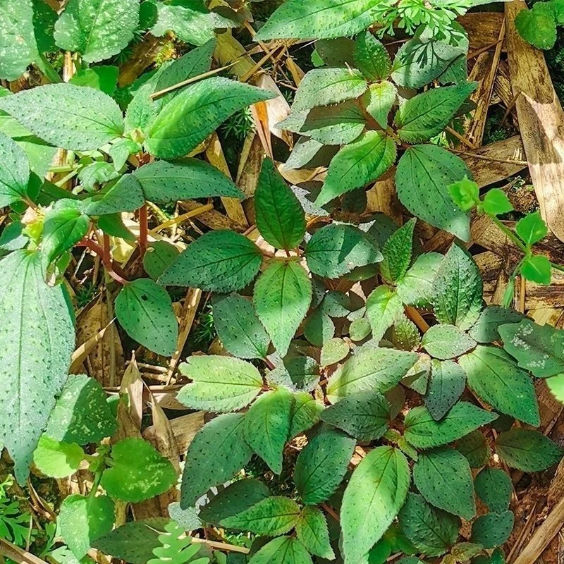 风柜斗草野生正宗风谷草干品草降火草味酸食用风鼓草野生风柜斗草