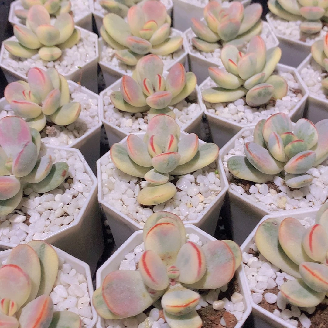 福娘锦单头23567899007