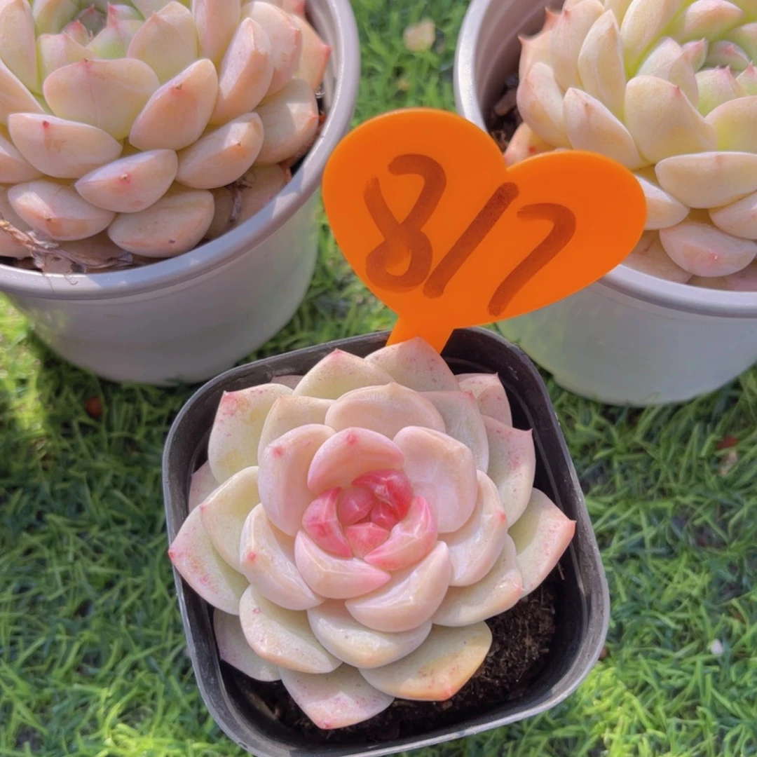 老****！817号多肉植物一物一拍