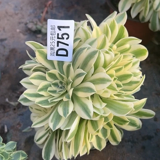 用****9多肉植物一个