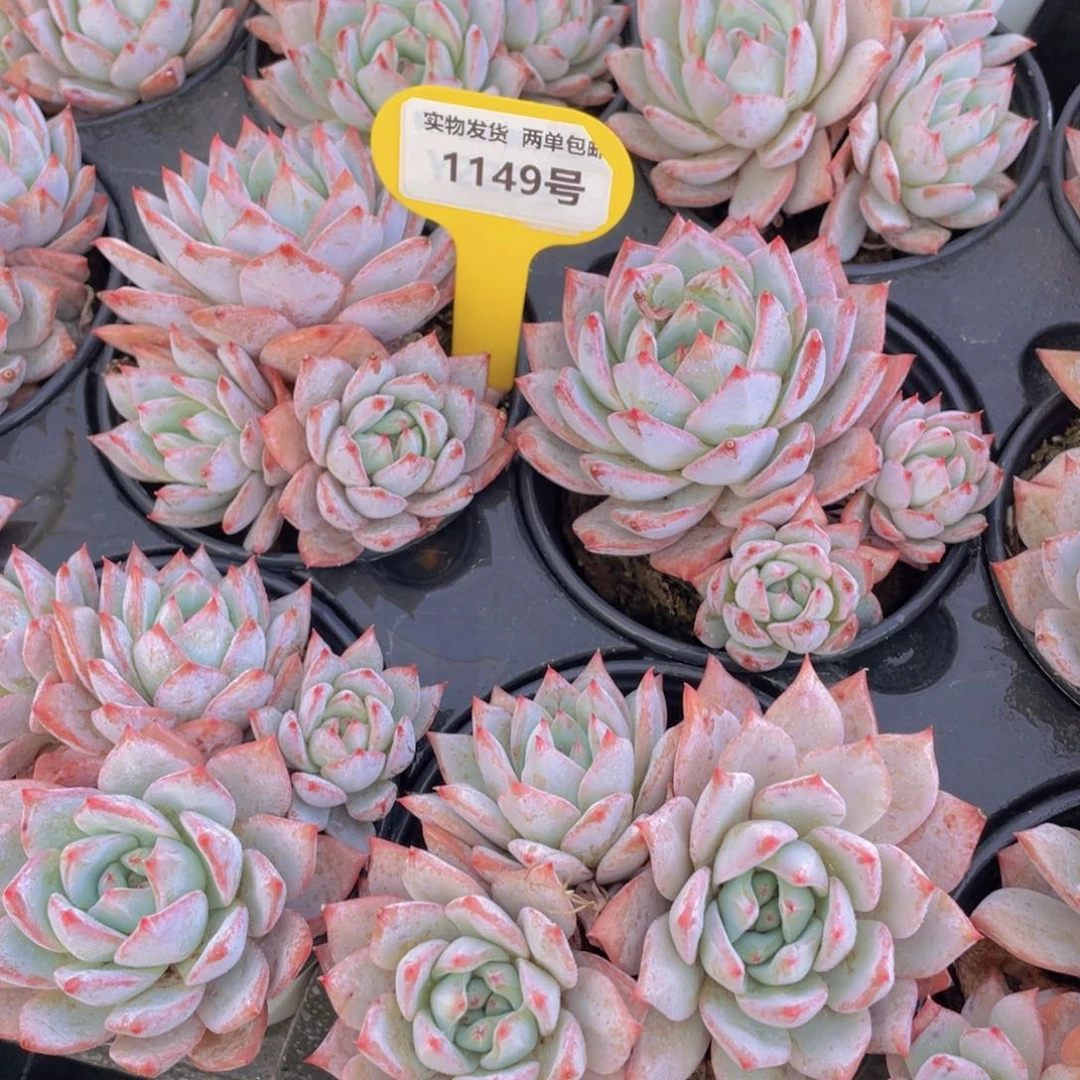 11149号 老桩粉蓝鸟多头群一个