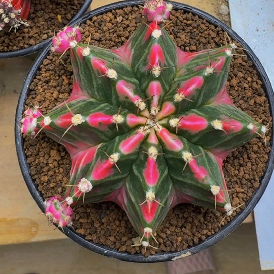 出侧牙000000000288