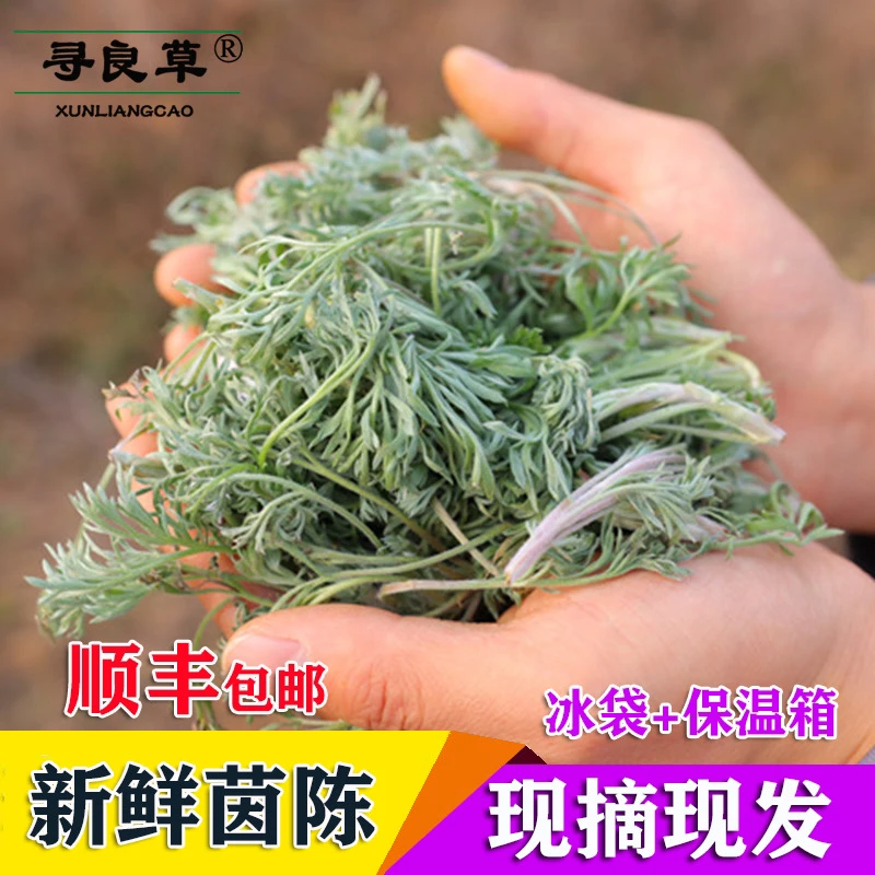 顺丰包邮新鲜茵陈白蒿嫩芽野菜现挖现摘挑干净冰袋保温坏了包赔