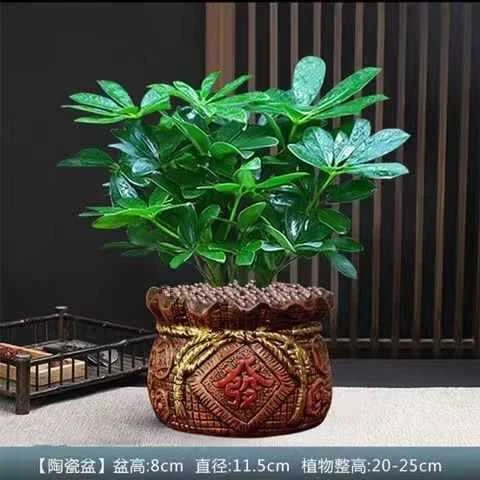 八方来财盆栽鸭脚木盆栽四季常青桌面防辐射花卉盆景发财树盆栽